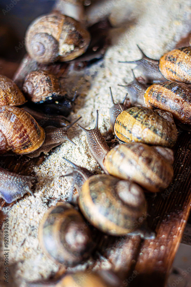 Breeding on a snail farm. Pomatia snails, Aspersa Maxima, Aspersa Muller, organic farming, Farm Snail where edible snails are grown, snail shelf Breeding on a snail farm. Pomatia snails, Aspersa Maxima, Aspersa Muller, organic farming, Farm Snail where edible snails are grown, snail shelf