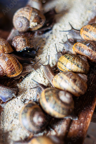 Fototapeta Naklejka Na Ścianę i Meble -  Breeding on a snail farm. Pomatia snails, Aspersa Maxima, Aspersa Muller, organic farming, Farm Snail where edible snails are grown, snail shelf