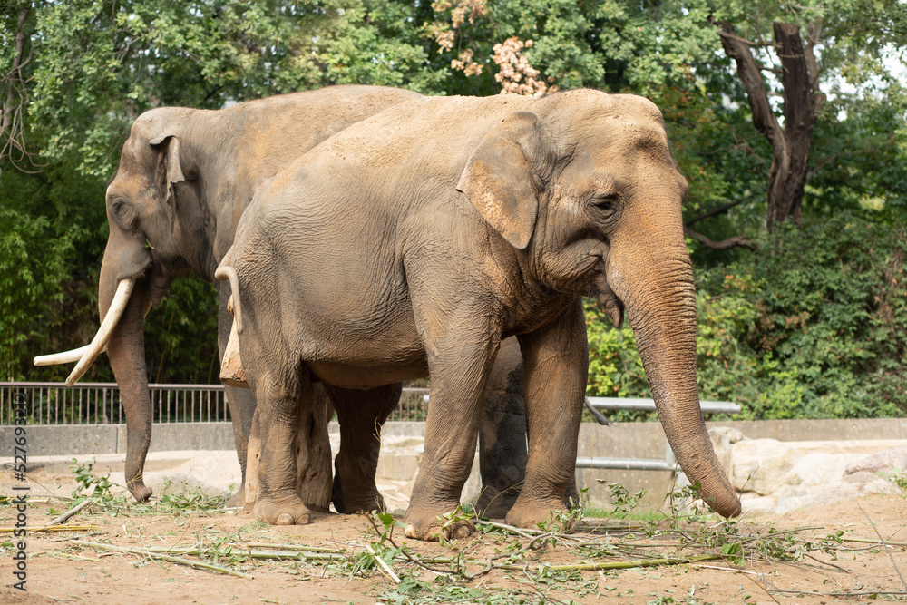 Two brown elephants in a nature reserve or zoo, tourism, travel, wild animals in captivity.
