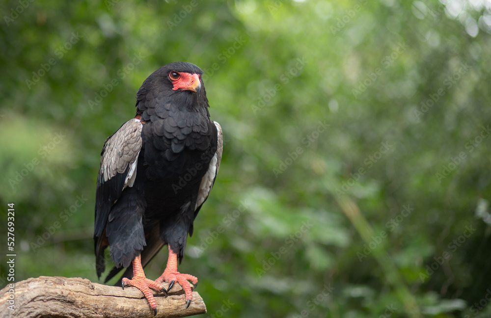 Terathopius ecaudatus is a species of bird from the hawk family. the presence of a species of the species Terahopius, a black bird with an orange beak, a predator. Terathopius ecaudatus is a species of bird from the hawk family. the presence of a species of the species Terahopius, a black bird with an orange beak, a predator.