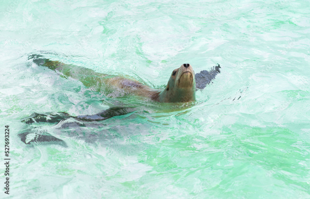 Obraz premium Baikal seal cub in the water in the lake in summer, Baikal seal or ringed seal (Pusa sibirica) - a species of earless seal, animals on the verge of extinction.