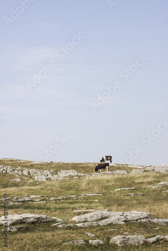 Durmitor National Park. Cows grazing in Durmitor mountains.

 