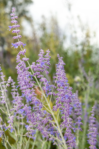 Russian sage (salvia yangii) flowers in bloom photo