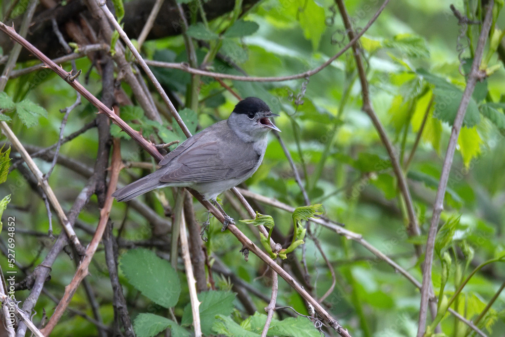Perching male Eurasian blackcap or Sylvia atricapilla Perching male Eurasian blackcap or Sylvia atricapilla