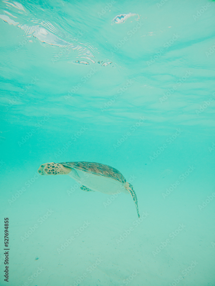 Sea turtle swimming in shallow water underwater 