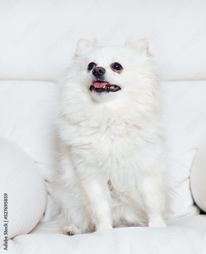 white fluffy pygmy pomeranian sits in a white chair, in full growth