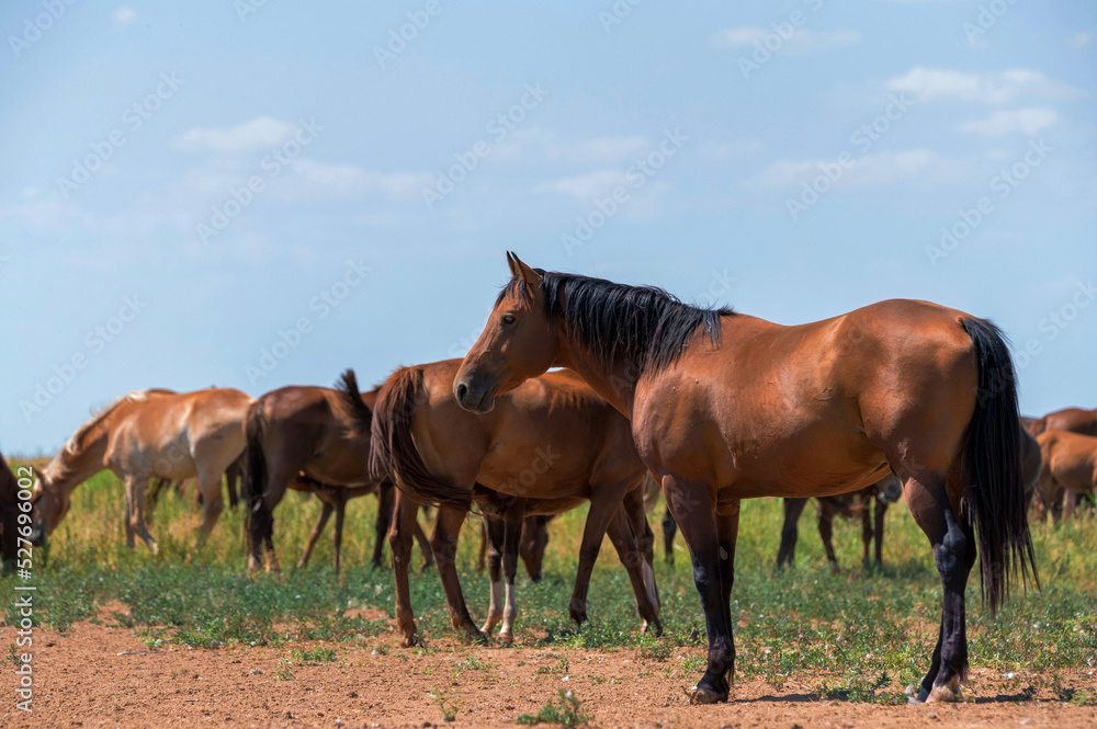 Heard of wild horses or mustangs in summer steppe Heard of wild horses or mustangs in summer steppe