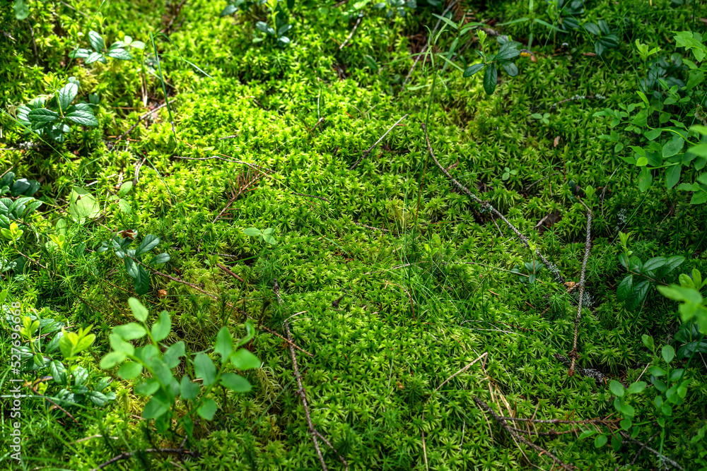 Photo of soft green moss in a forest on a swamp. Swamp moss on the ground. Photo of soft green moss in a forest on a swamp. Swamp moss on the ground.