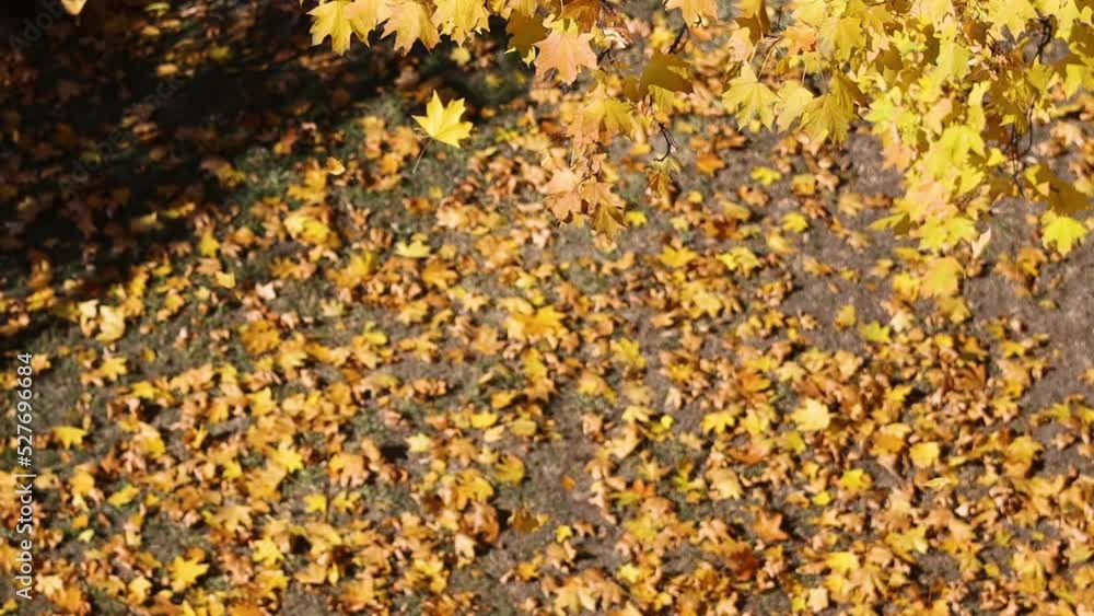 slow motion leaves falling from the tree slow motion leaves falling from the tree