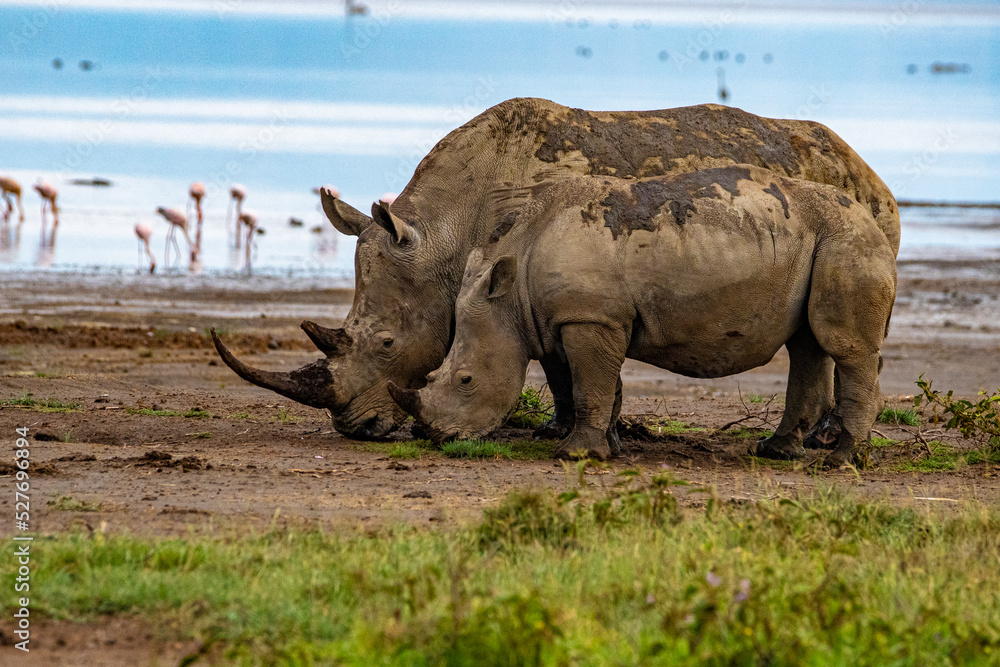 Fototapeta premium white rhino in the wild