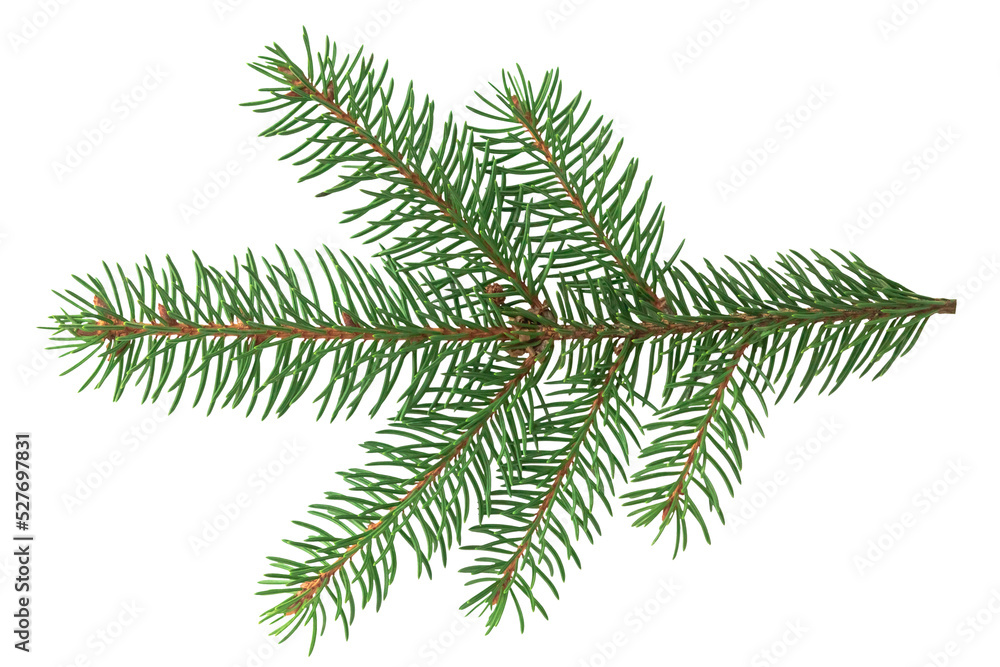 christmas tree branch isolated on white christmas tree branch isolated on white