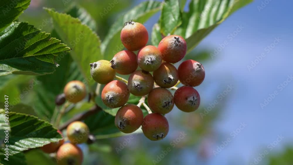 Whitebeam fruit set, ripening (Sorbus aria) - (4K) Whitebeam fruit set, ripening (Sorbus aria) - (4K)