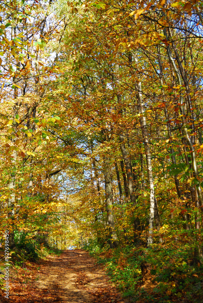 Forêt française en automne 