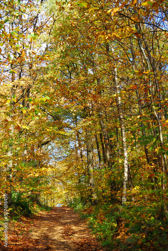 Forêt française en automne 