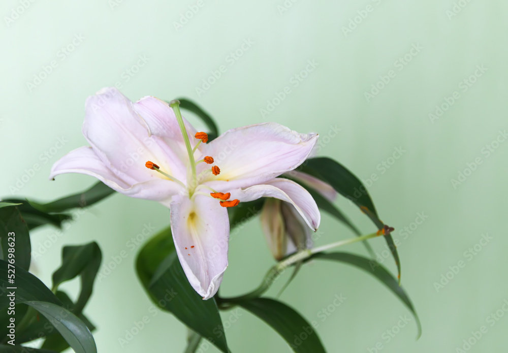Fototapeta premium White lily flowers.