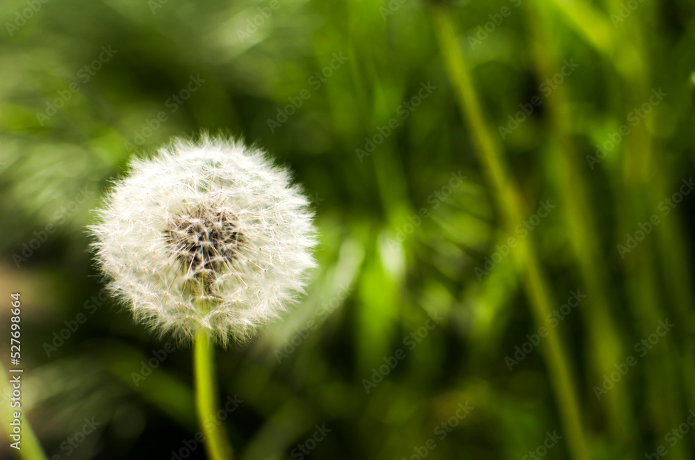 Fototapeta premium Fluffy dandelion on a dark green background with flying seeds.