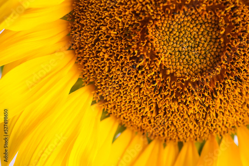 Sunflower close-up. 