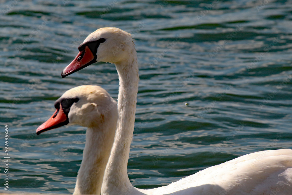 Fototapeta premium A White Mute Swan on a lake. These are very elegant animals and are still protected by the Crown. 