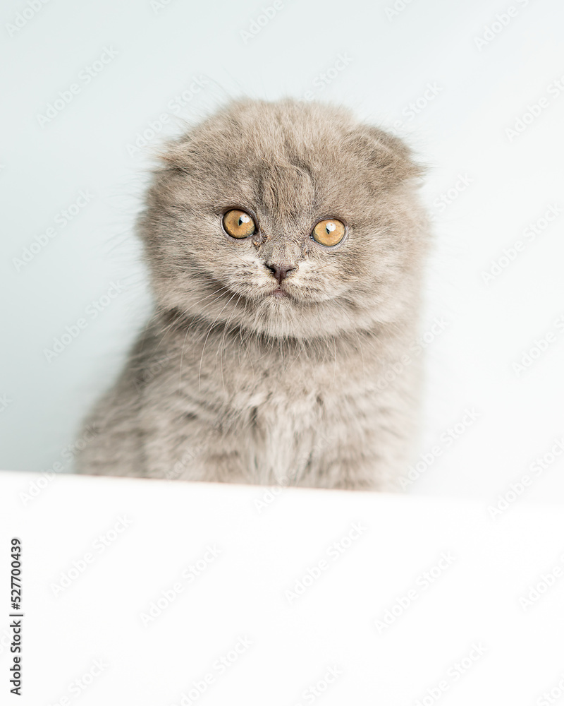 A Scottish Fold kitten sits on a blue background and looks into the camera. Advertising banner, pets