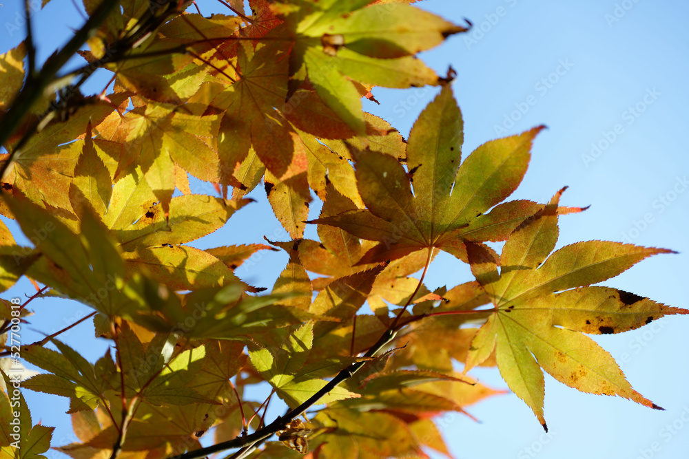 Fototapeta premium Acer japonicum, Amur maple, Japanese-maple fullmoon maple, Japan southern Korea. Acer tree,Gardeners Dream Acer Orange Red Dream Deciduous palmatum