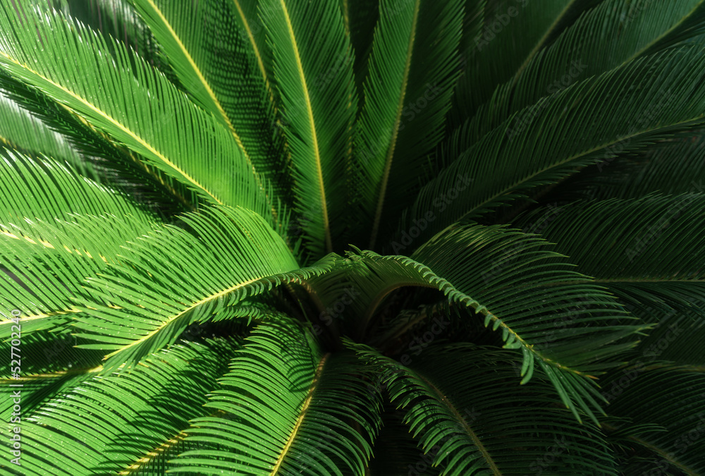 Sunlit fresh palm tree leaves background. Tourists attraction. Natural tropical textured abstract background. Sunlit fresh palm tree leaves background. Tourists attraction. Natural tropical textured abstract background.
