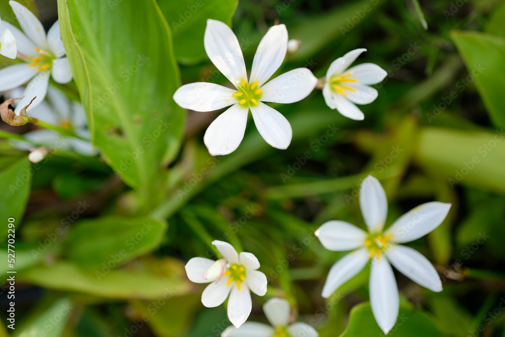 Zephyranthes candida,
autumn zephyrlily, white windflower, white rain lily, and Peruvian swamp lily, is a species of rain lily. Selective focus Zephyranthes candida,
autumn zephyrlily, white windflower, white rain lily, and Peruvian swamp lily, is a species of rain lily. Selective focus