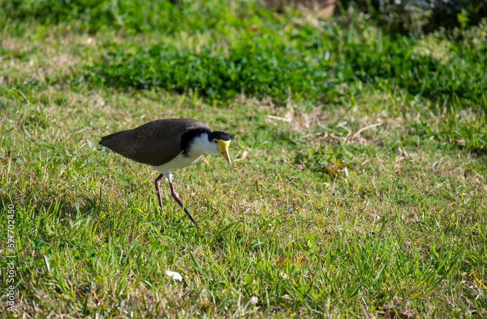 Australian Masked Lapwing ( Vanellus miles)