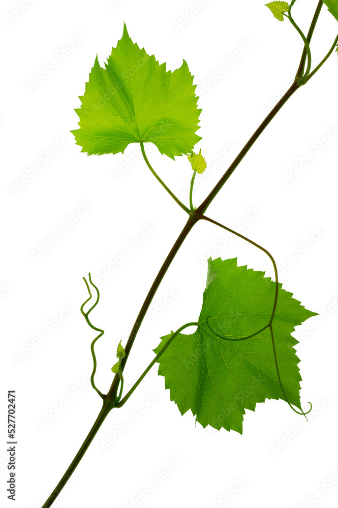 Branch of grapevine isolated on white background. vine grapes. Young tendrils and a vine of grapes. Spring. Greenery Branch of grapevine isolated on white background. vine grapes. Young tendrils and a vine of grapes. Spring. Greenery