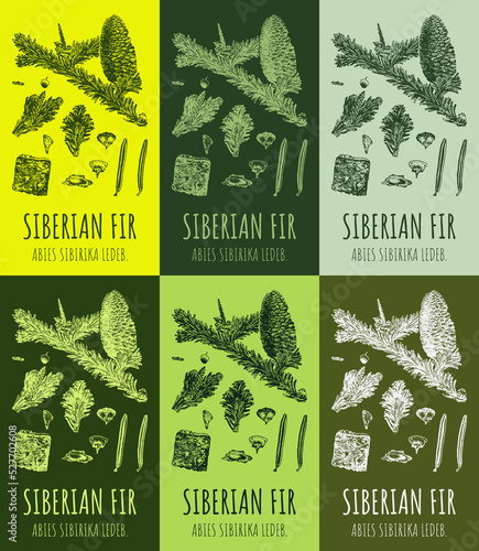 Set of drawing of Siberian fir in various colors. Hand drawn illustration. Latin name ABIES SIBIRIKA LEDEB. photo