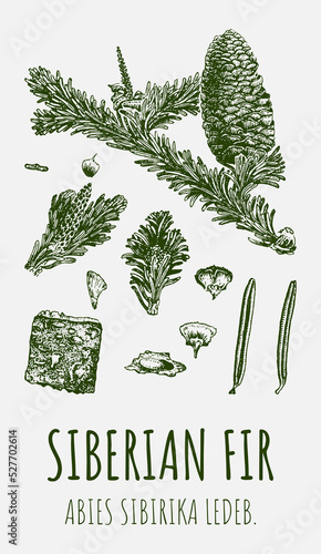 Vector drawing of Siberian fir. Hand drawn illustration. Latin name ABIES SIBIRIKA LEDEB.