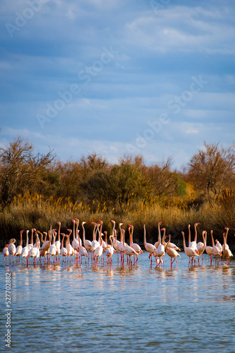 Group of Flamingos in Camargue in South of France