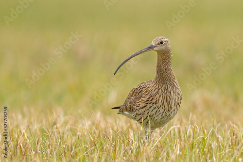 Kulik wielki (Numenius arquata) photo