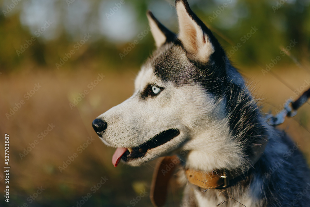 Portrait of a husky dog ​​on a leash for a walk against the backdrop of an autumn landscape of sun-scorched grass