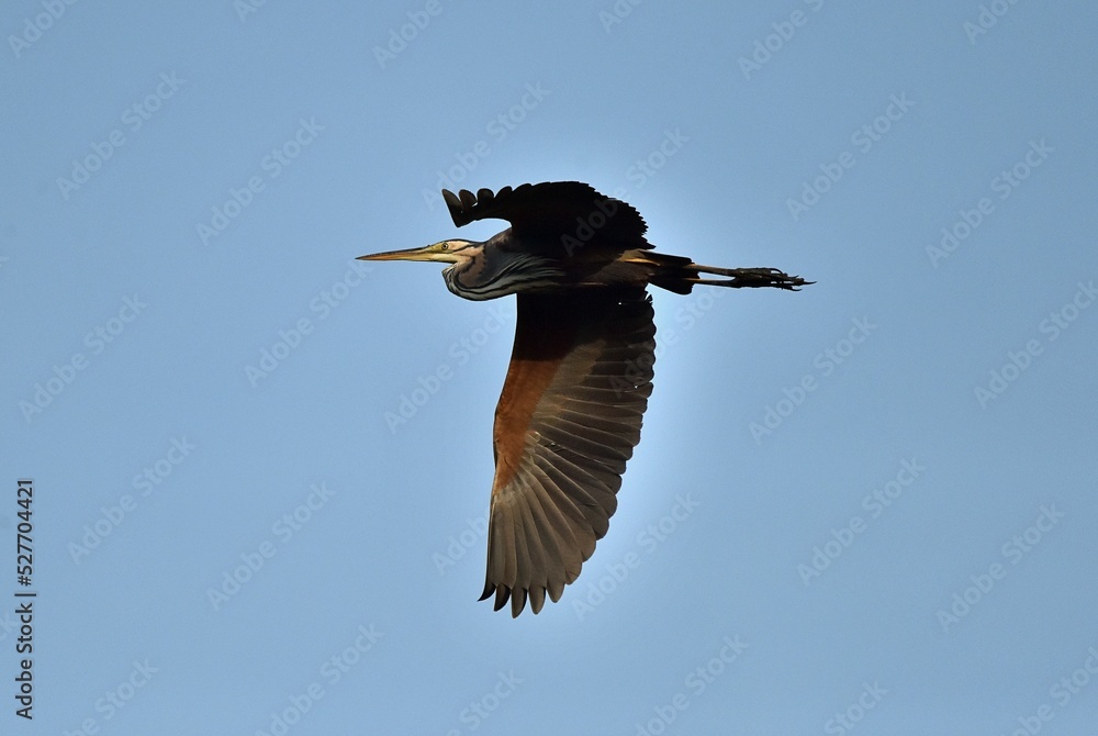 Obraz premium Ardea purpurea flying high.