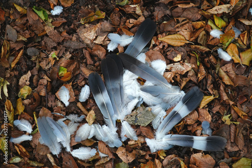 Pigeon feathers, remains after a bird of prey attack. Tuft of feathers of a pigeon in the forest. Hannover Mecklenheide, Lower Saxony, Germany. photo