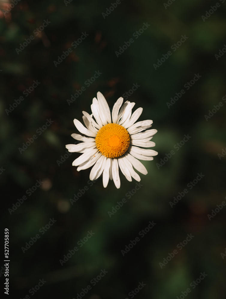 Obraz premium flying daisy