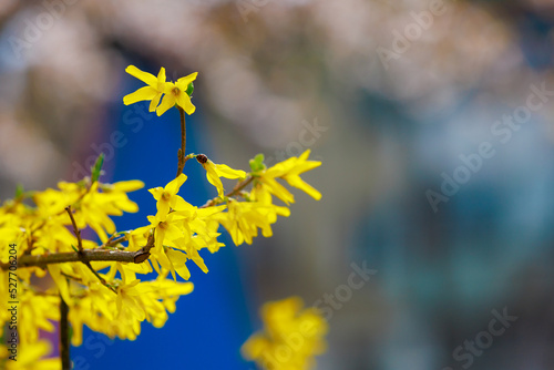 Yellow flowering Forsythia bush in spring. Selective focus. Background with copy space for text photo