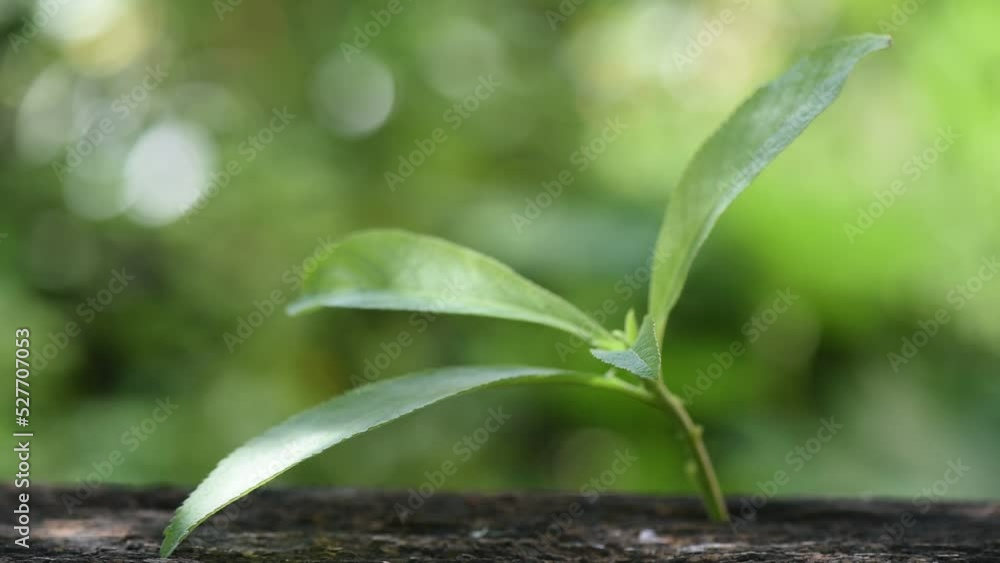 Ngai Camphor branch green leaves on nature background. Ngai Camphor branch green leaves on nature background.