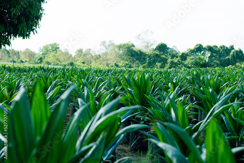 Oil Palm Seedling or Nursery