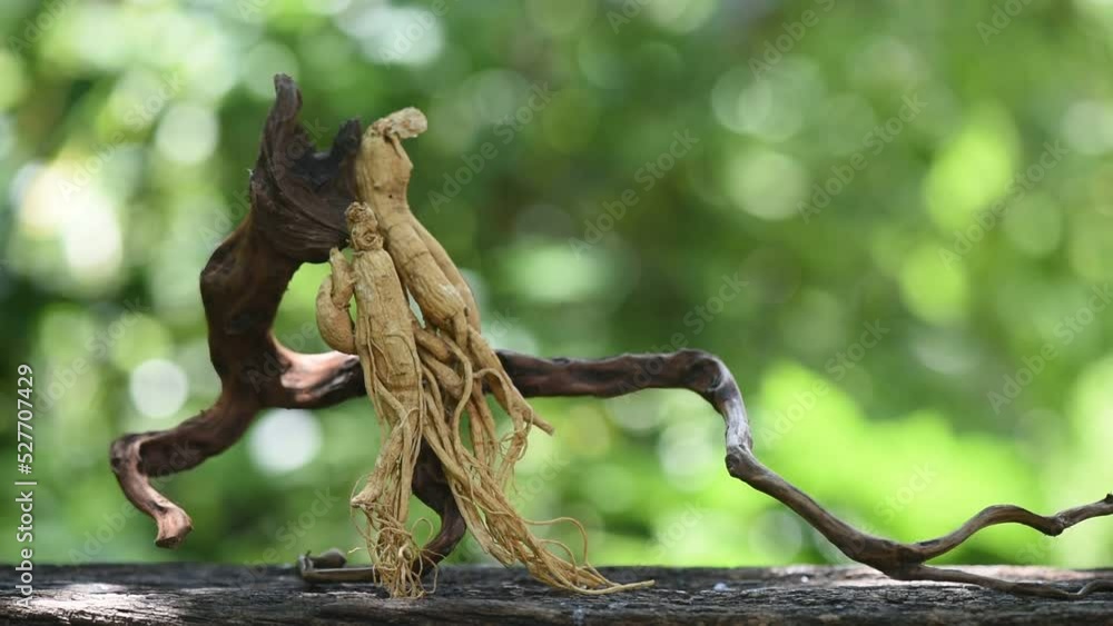 Ginseng or Panax ginseng on nature background. Ginseng or Panax ginseng on nature background.