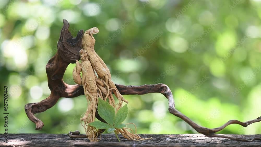 Ginseng and eleutherococcus trifoliatus leaf on nature background. Ginseng and eleutherococcus trifoliatus leaf on nature background.