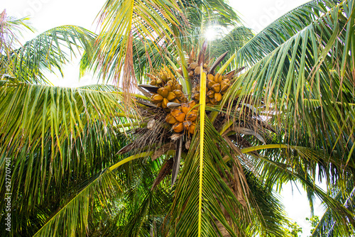 tree palm with yellow's cocos