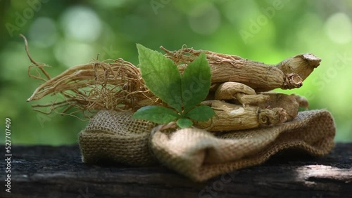 Ginseng and eleutherococcus trifoliatus leaf on nature background. photo