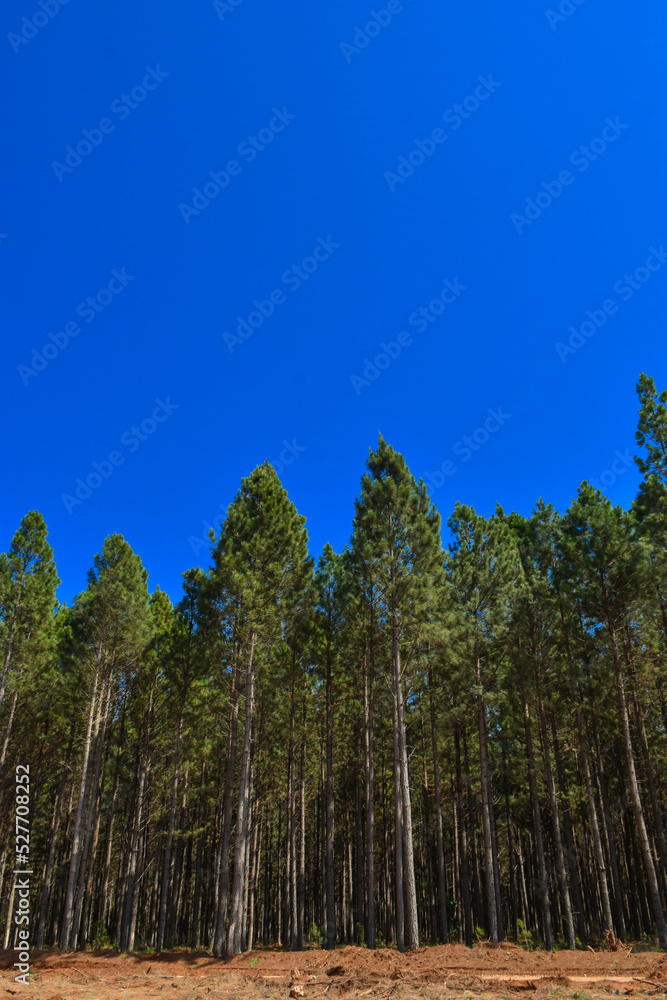 Fototapeta premium Forest Plantation
