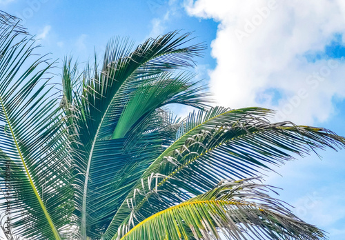 Tropical palm tree coconuts blue sky in Tulum Mexico.
