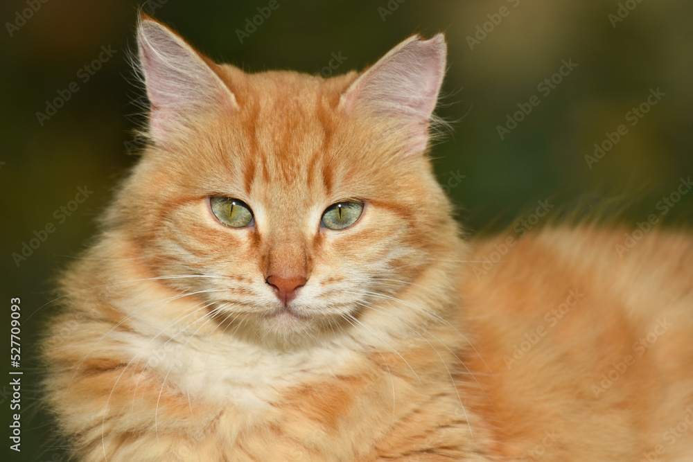 Beautiful cat looking at the camera