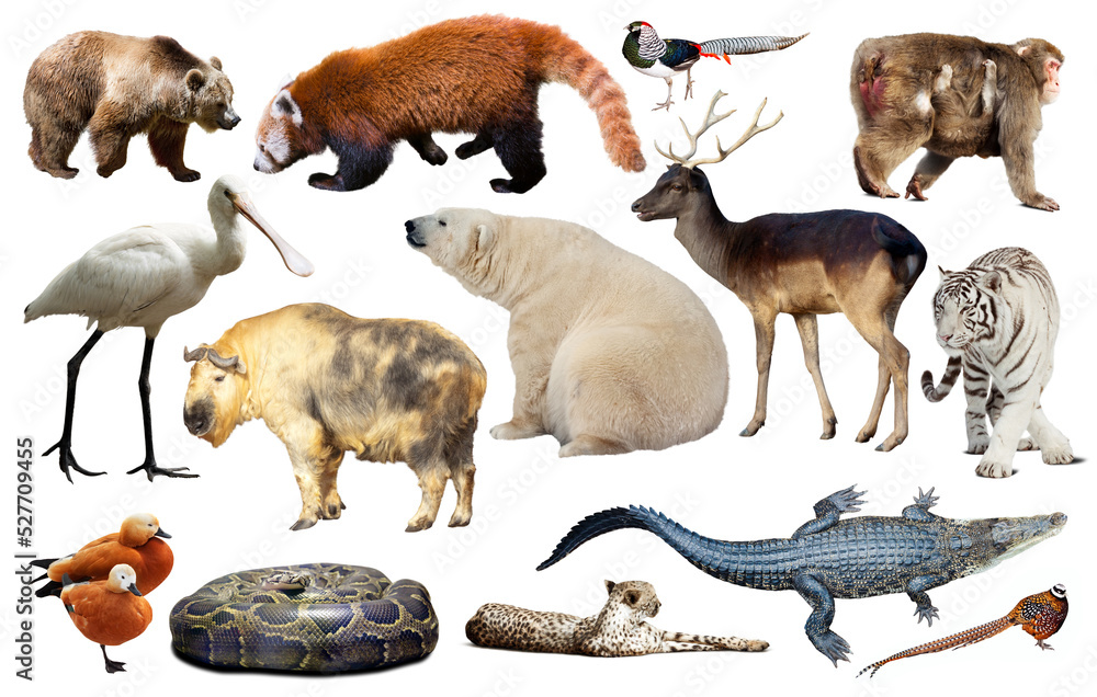 Obraz premium assortment of many kind of asian wild birds, reptiles and animals on white background