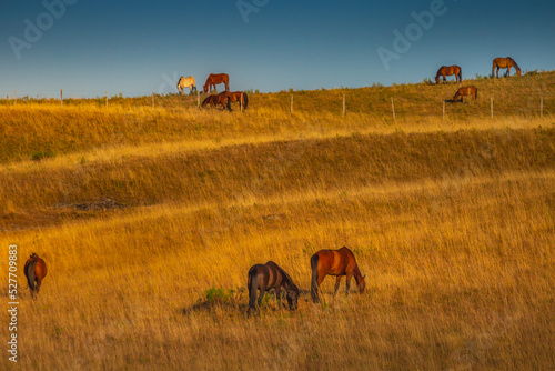 Fototapeta Naklejka Na Ścianę i Meble -  Cows grazing at sunset, Rio Grande do Sul pampa - Southern Brazil