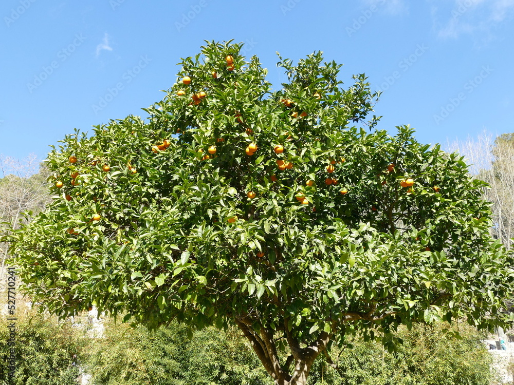 Mandarin tree in southern Europe