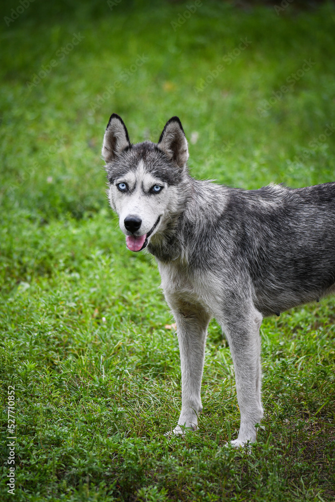 Gray Husky. Husky dog in the meadow, on a green background.